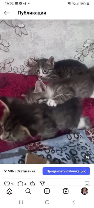 Котята с мамой отдам даром