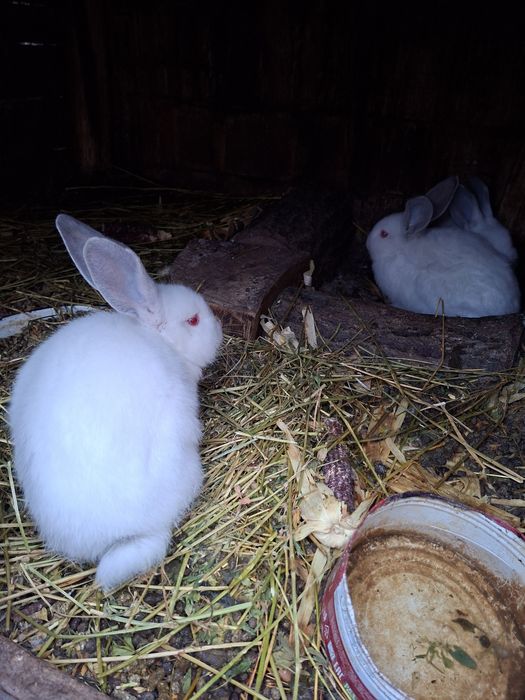 Продавам зайци различна възраст и породи