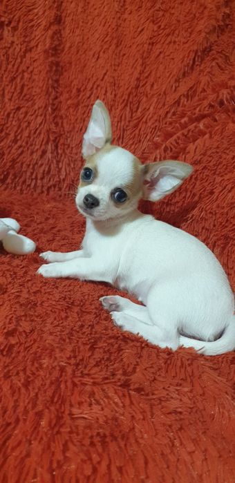 Чихуахуа щенок девочка
