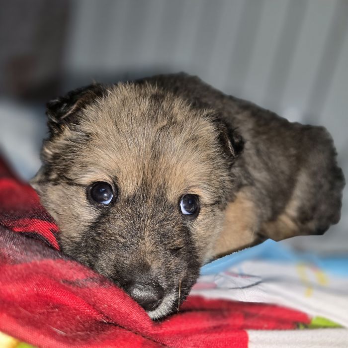 Щеночек девочка.