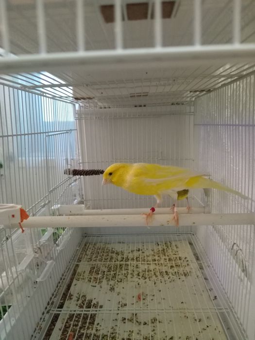 Декоративные канарейки.