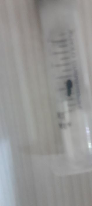 Матка муравья Lasius niger