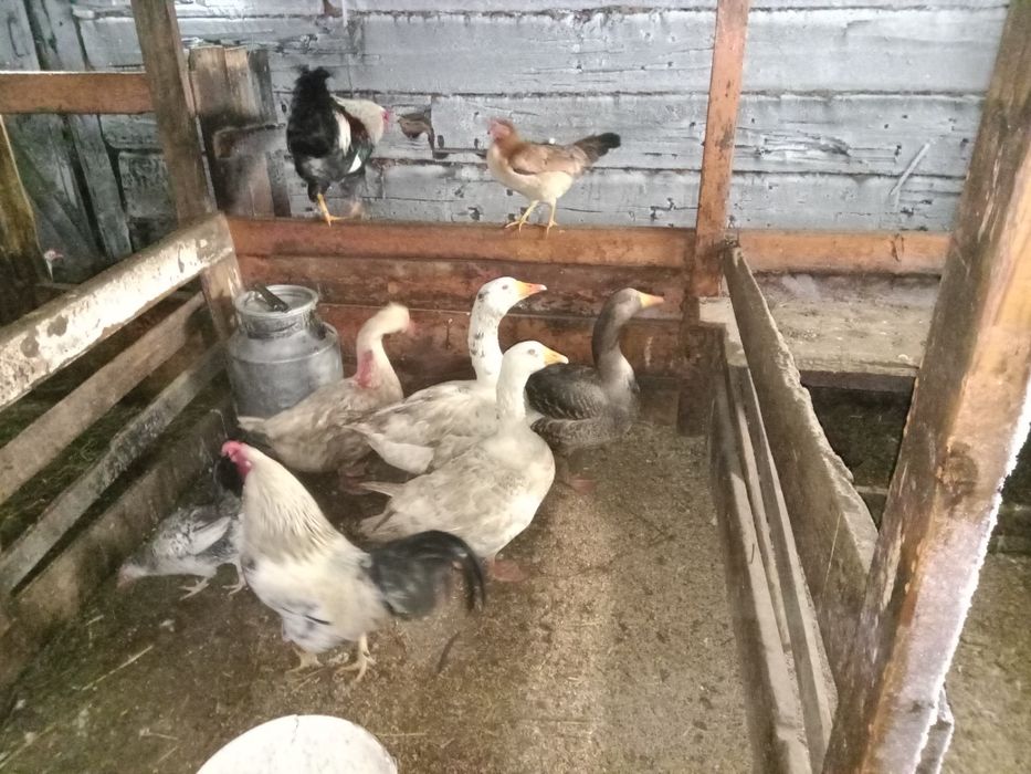 Продам гусей срочно