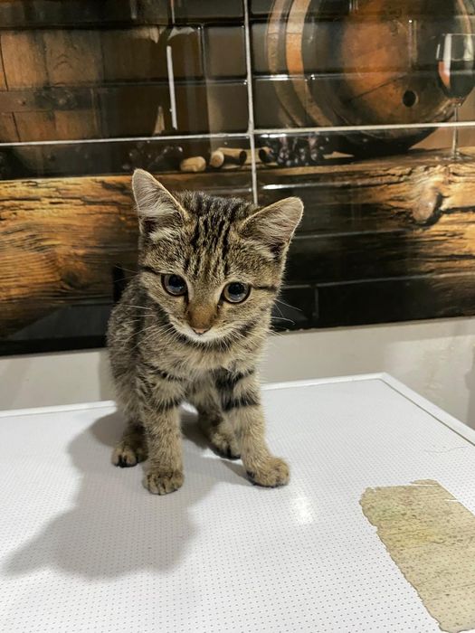 Котёнок девочка 2 мес