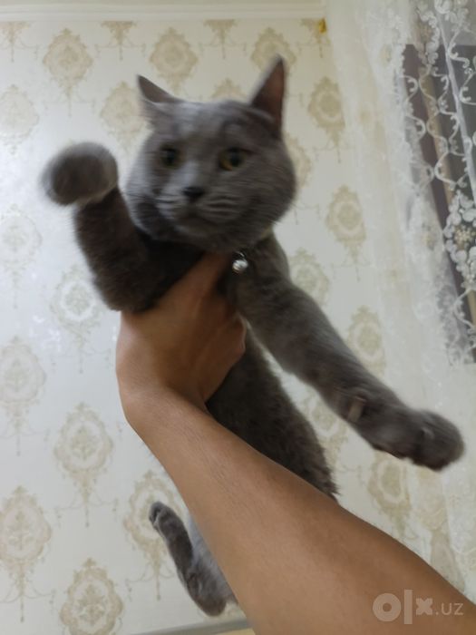 Мушуклар Кошки .