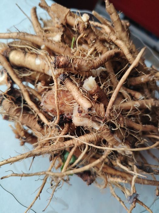 Одуванчик (корни)