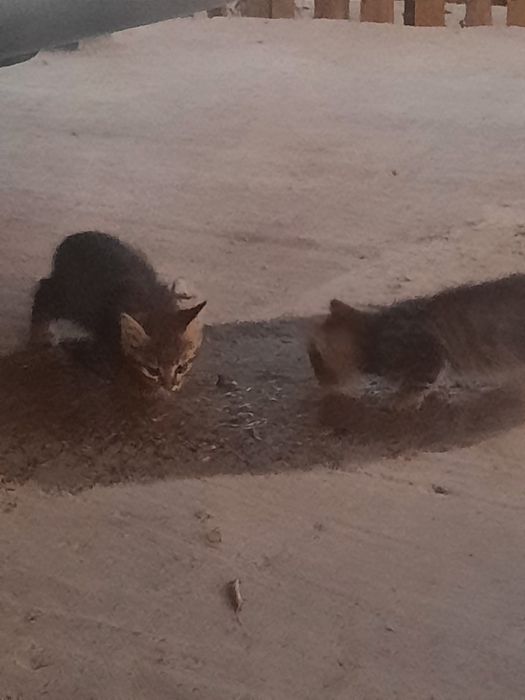 Отдам котят в хорошие руки