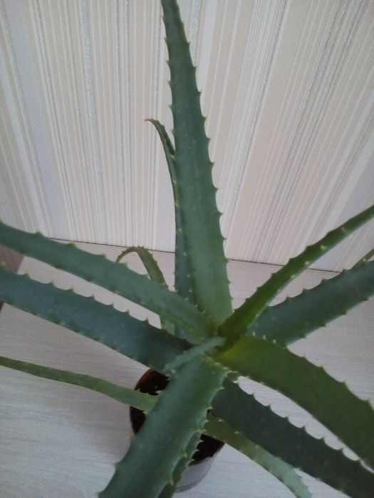 Продам цветок алоэ