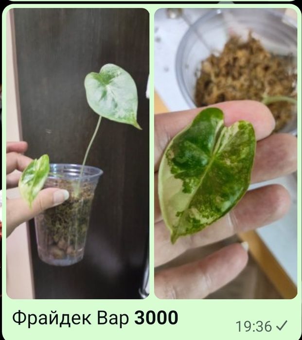 Растения для дома и офиса