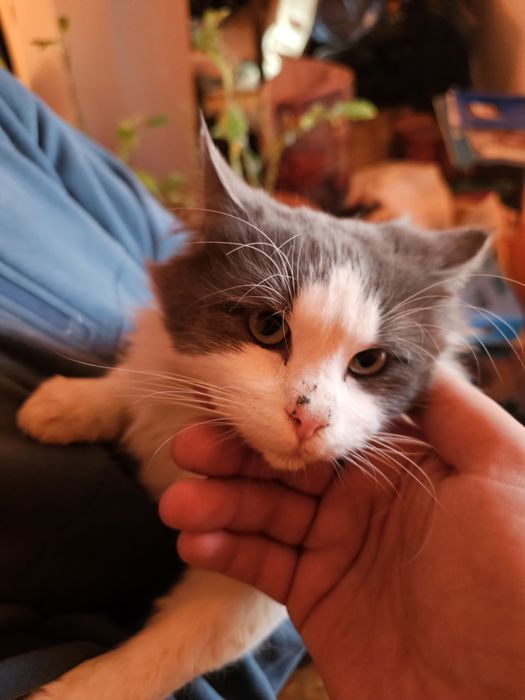 Motan de un an, ochi verzi