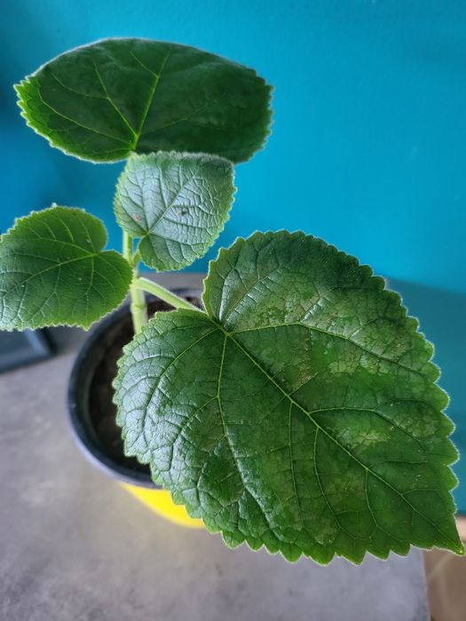 Продавам Изумрудено дърво в кашпа – подходящо за жив подарък