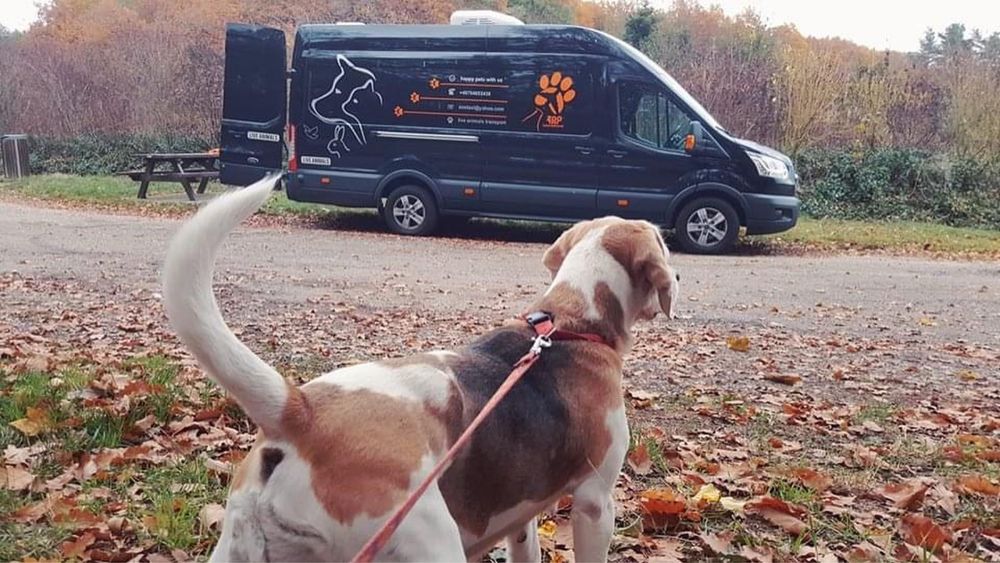 Transport caini si pisici