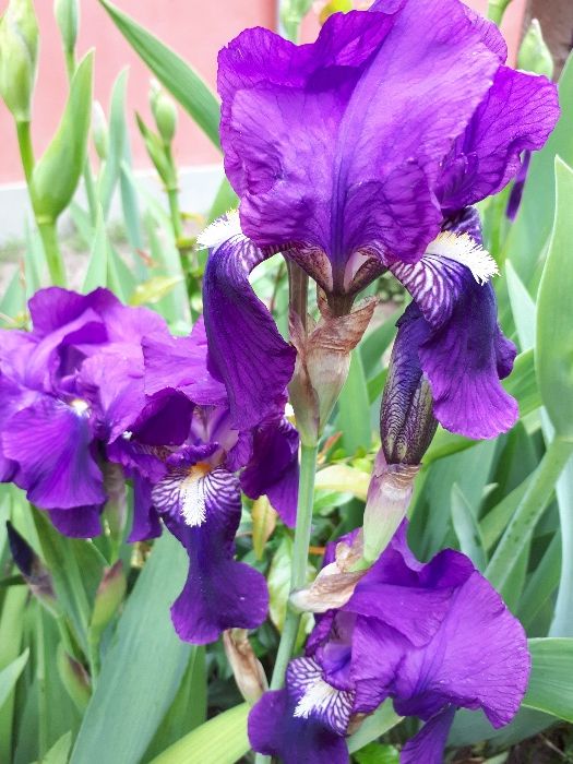 arbusti fructiferi.(coacazi,zmeuri) arbusti.budleia,buxus,hibiscus...