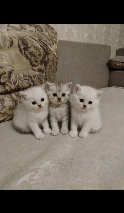 Продам котят Веслоухые!