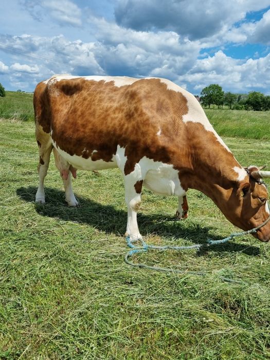 Vaca foarte buna de lapte vaca este insamantata cu al 5 vitel are acum 18 20 litri de lapte pe zi garantat mai multe detali la telefon are 700 de kg