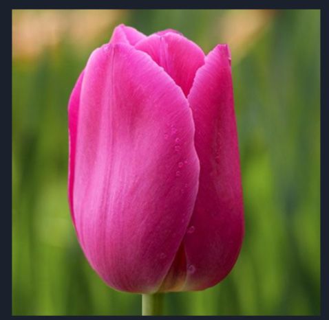 Тюльпаны оптом Алматы