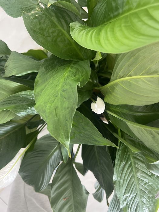 Crinul pacii planta foarte mare