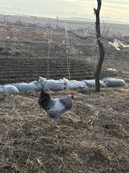 Осы қораз сатылады