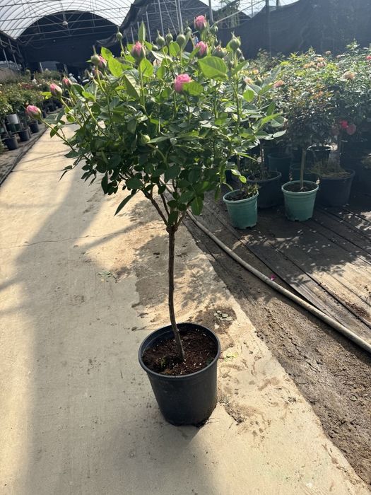 Продам цветы комнатные и садовые