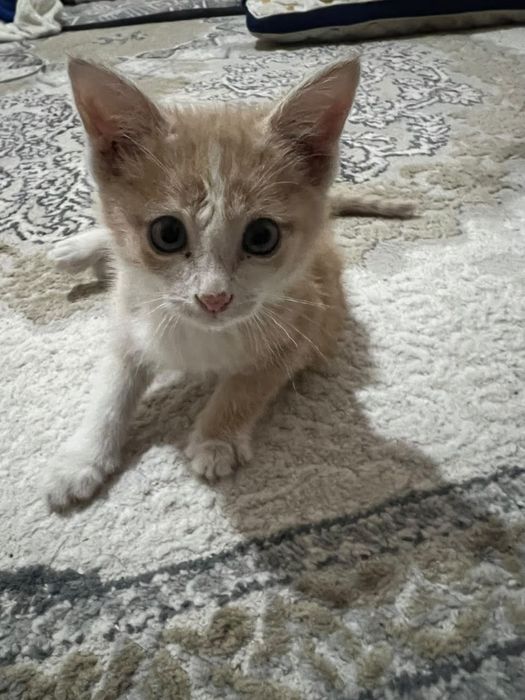 Котенок девочка,1.5-2 месяца,продам 5000
