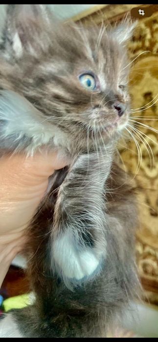 котята маленькие