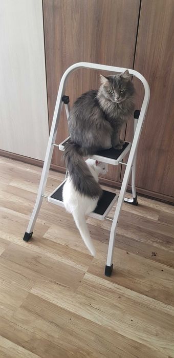 Подарявам котки за осиновяване