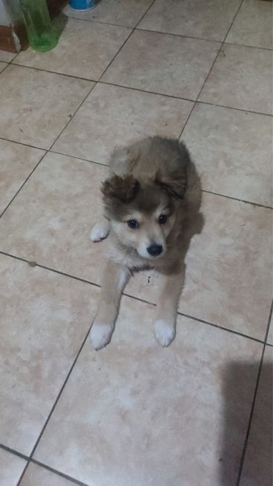 Щенок собаки 3 месяца