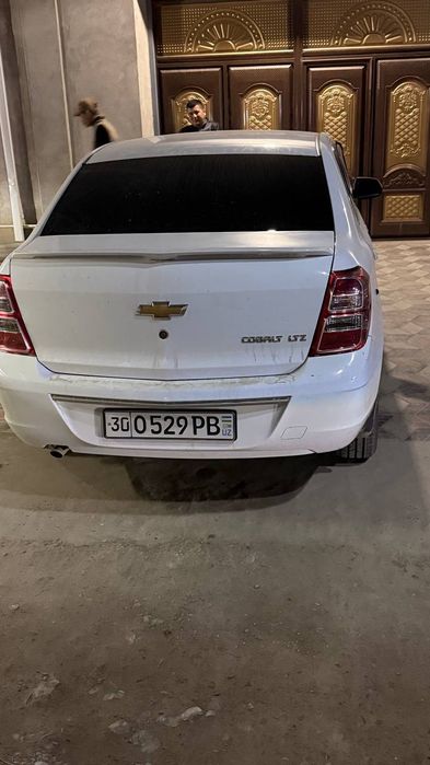 Oq kobalt, holati zo'r, bir kishi mingan