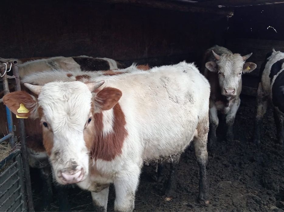 Продам 6 бычков годовалых
