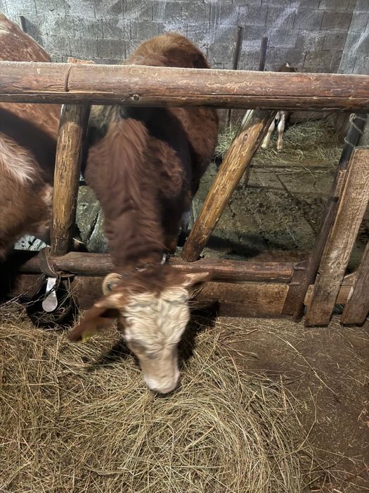 Taur, junincă și vițel Bălțată Românească de origine