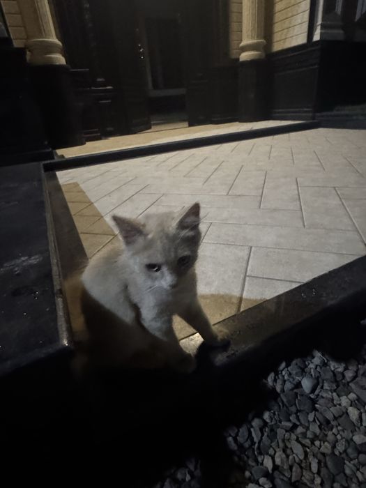 Кошка отдам на хорошие руки