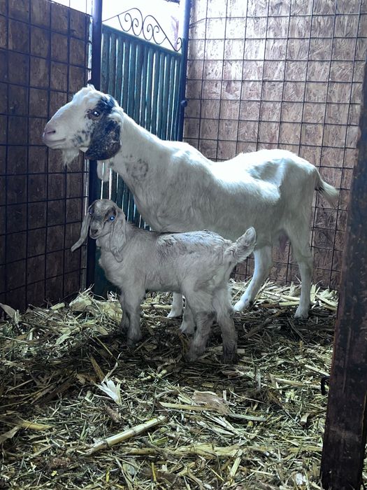 Vând capră anglonubian cu ieduta