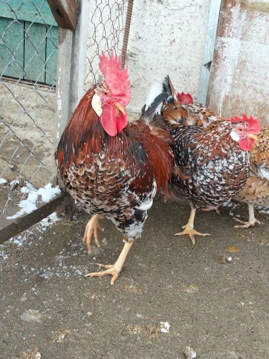 Инкубационные яйца