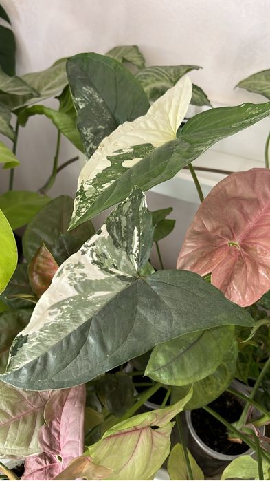 Сингониум разные виды (лиана, куст)