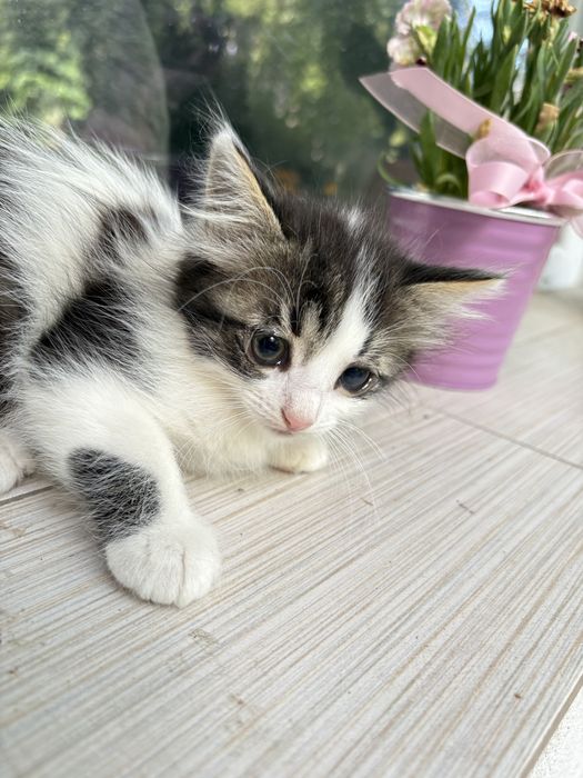 Три Малки сладурести котета
