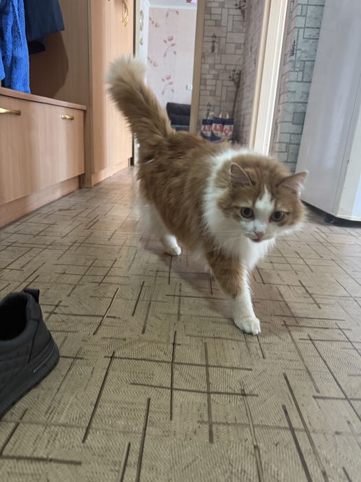 Отдам кота в добрые руки
