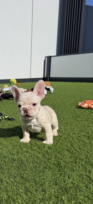Bulldog Francez Luxurious Frenchie House