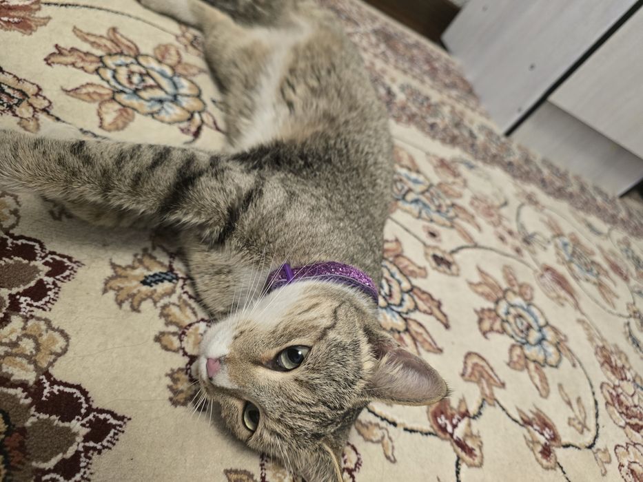 Срочно! Отдам в самые добрые руки ласковую кошечку (бесплатно).