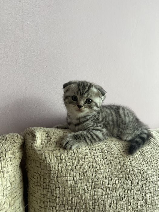 Шотландски котета