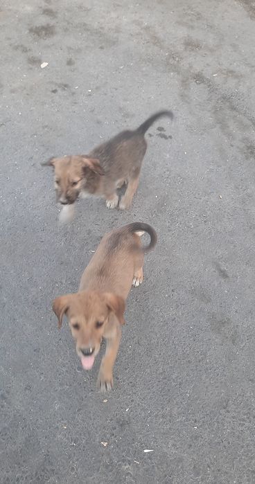 Щенки в хорошие и добрые руки.