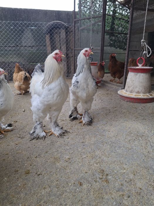 Vând 3 cocoși Brahma ,sau schimb cu puicuțe  Brahma!