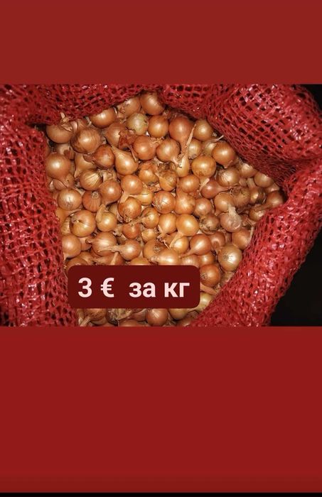 Расад домати и Арпаджик перфектни