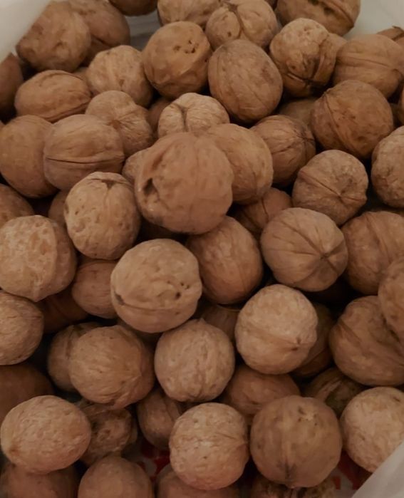 Продаются грецкие орехи