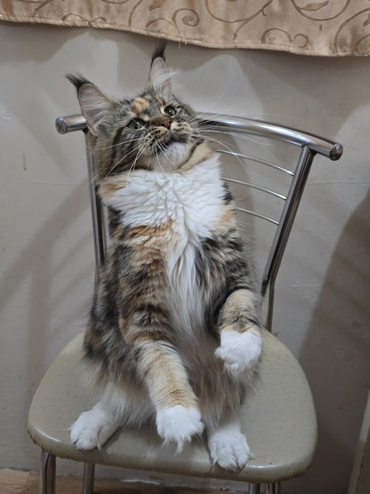 Девочка мейн-кун