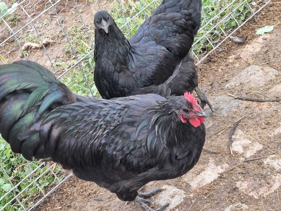 Austrolorp cocosi si plaimout