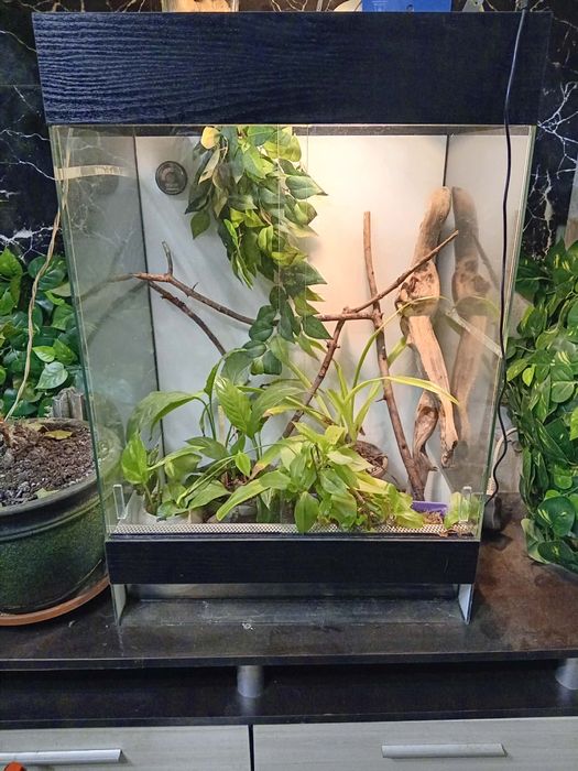 Терарюм за влечуги