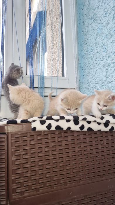 Отдам котят бесплатно