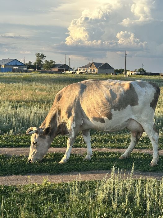 Продам крс,только продажа