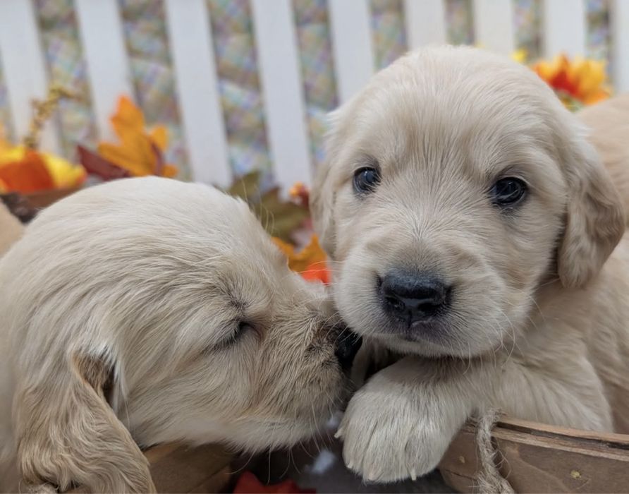 Продам щенка девочку золотистого ретривера