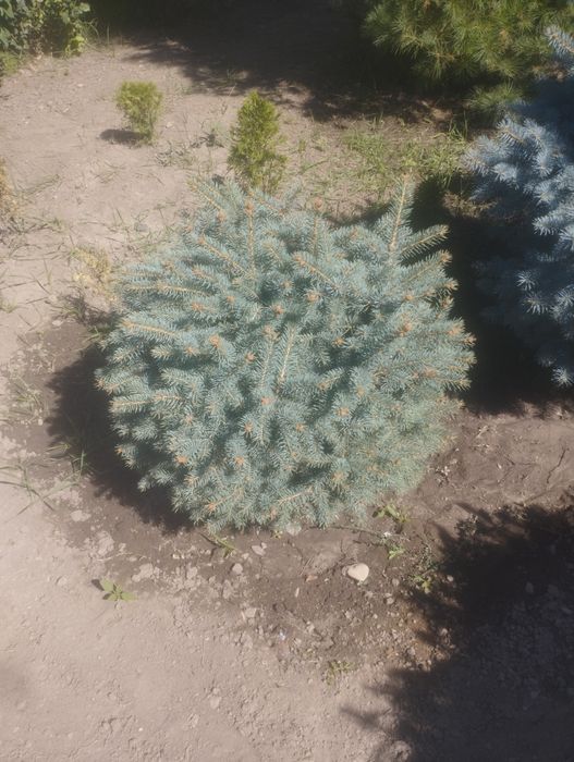 Бонсай и  прочее